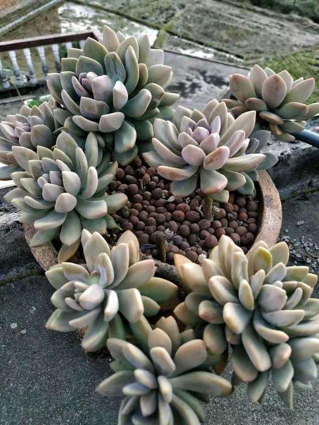  p data-id="tzrcsm2kisqo">冬美人是景天科厚叶