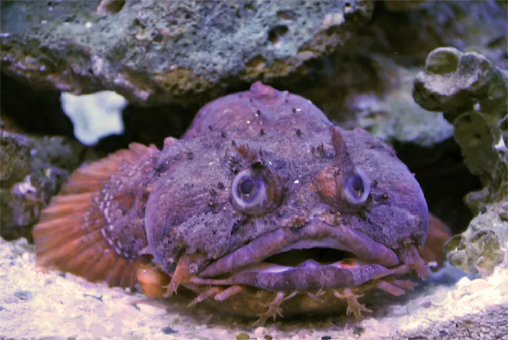 会唱歌的蟾鱼用歌声吸引雌性来窝里产卵