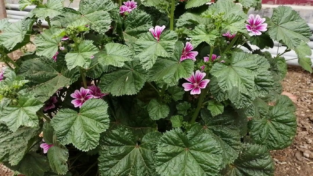 冬葵 锦葵科锦葵属植物 百度百科