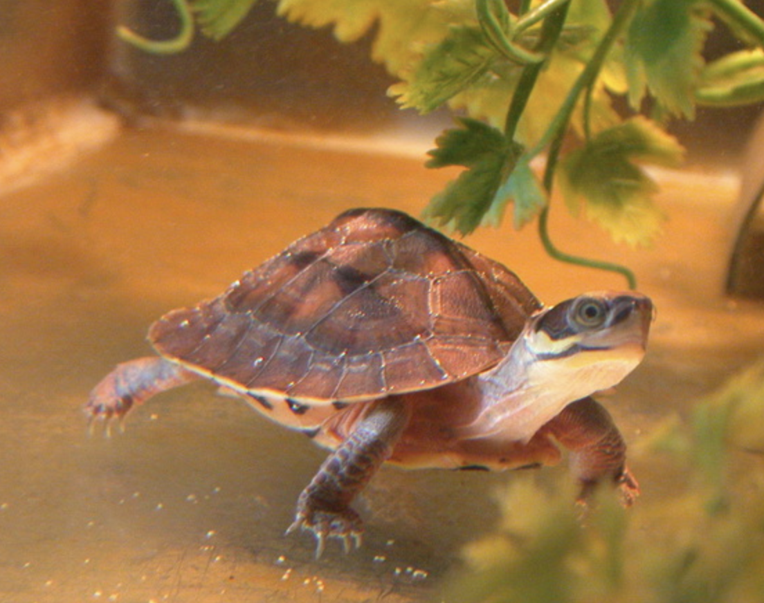  p>三线闭壳龟(学名: i>cuora trifasciata /i>)是龟科,闭壳龟属动物.