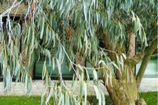 eucalyptus perriniana