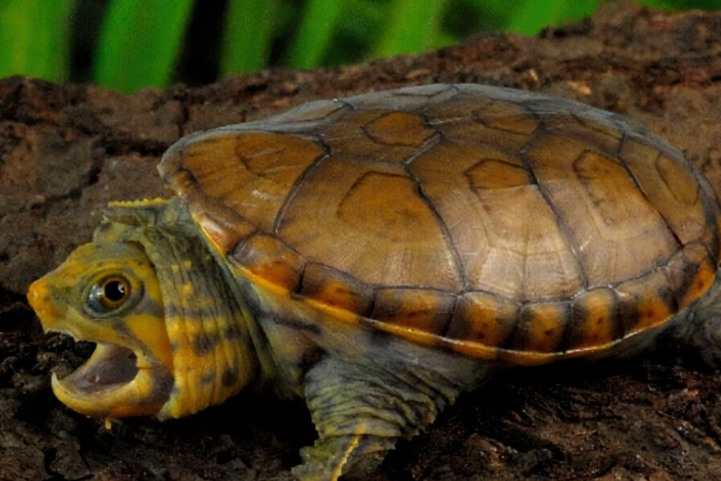 窄桥匣子麝香龟