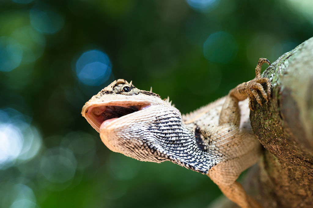  p>棕背树蜥(学名: i>calotes emma /i>)是鬣蜥科树蜥属的爬行动物.