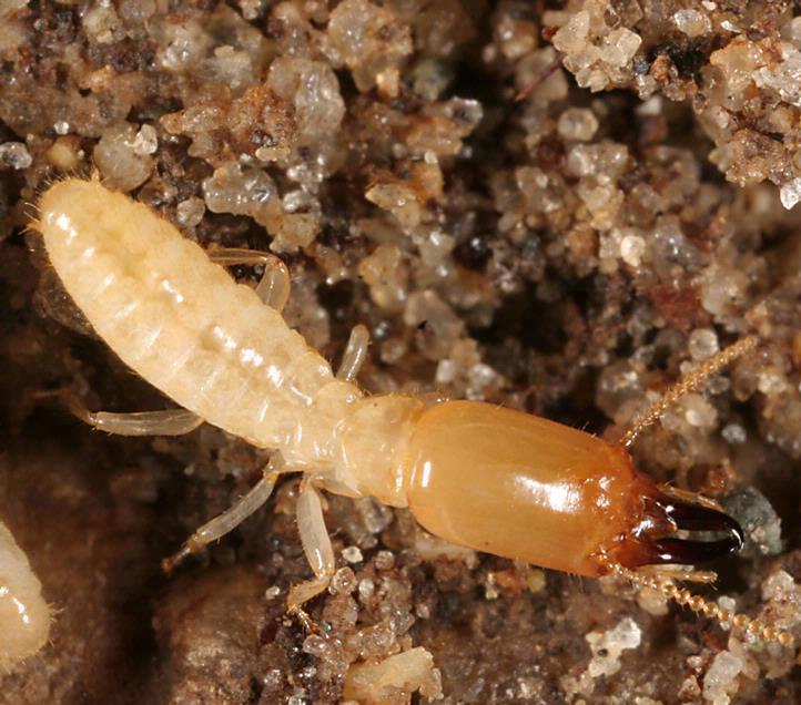 ="_blank" href="/item/鼻白蚁科">鼻白蚁科 /a>散白蚁属的一种 a