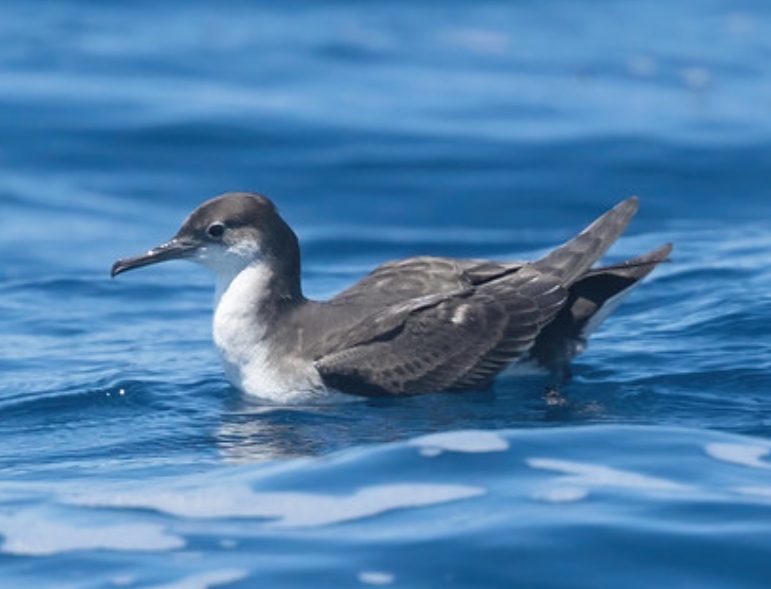 fluttering shearwater
