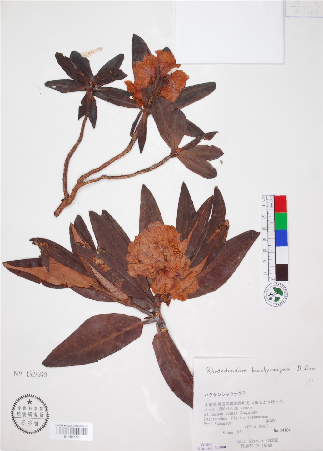 don)是杜鹃花科,杜鹃花属植物.