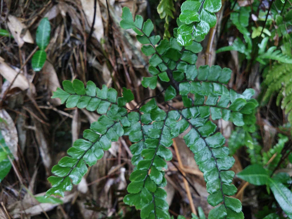 是凤尾蕨科铁线蕨属陆生植物.