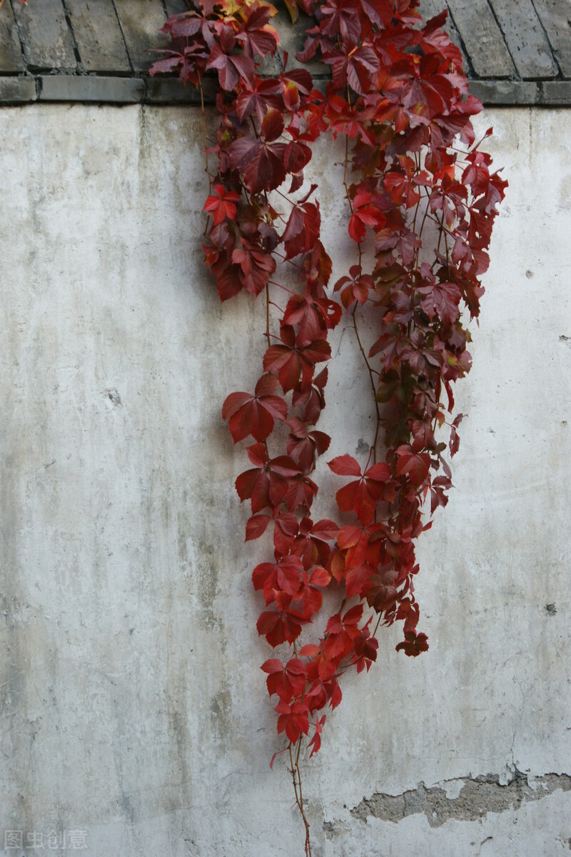 50种常见的园林花卉 图文结合 看你认识多少 学点植物小知识 百科ta说