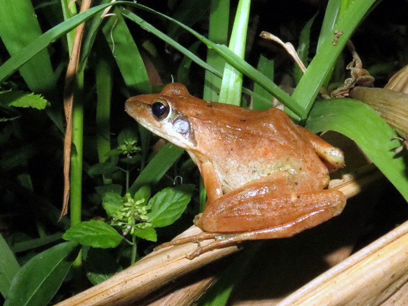 长肢林蛙