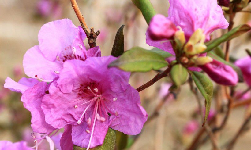 兴安杜鹃群体xdj-95是一种 a target="_blank" href="/item/杜鹃花科