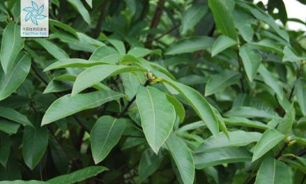 楠木（樟科楠属植物）_百度百科