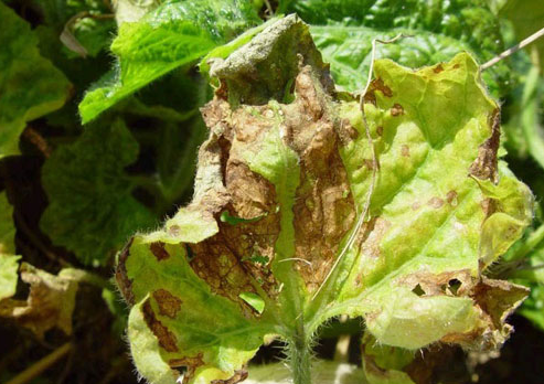  p>冬瓜霜霉病是由古巴假霜霉菌引起的,发生在 a target="_blank"