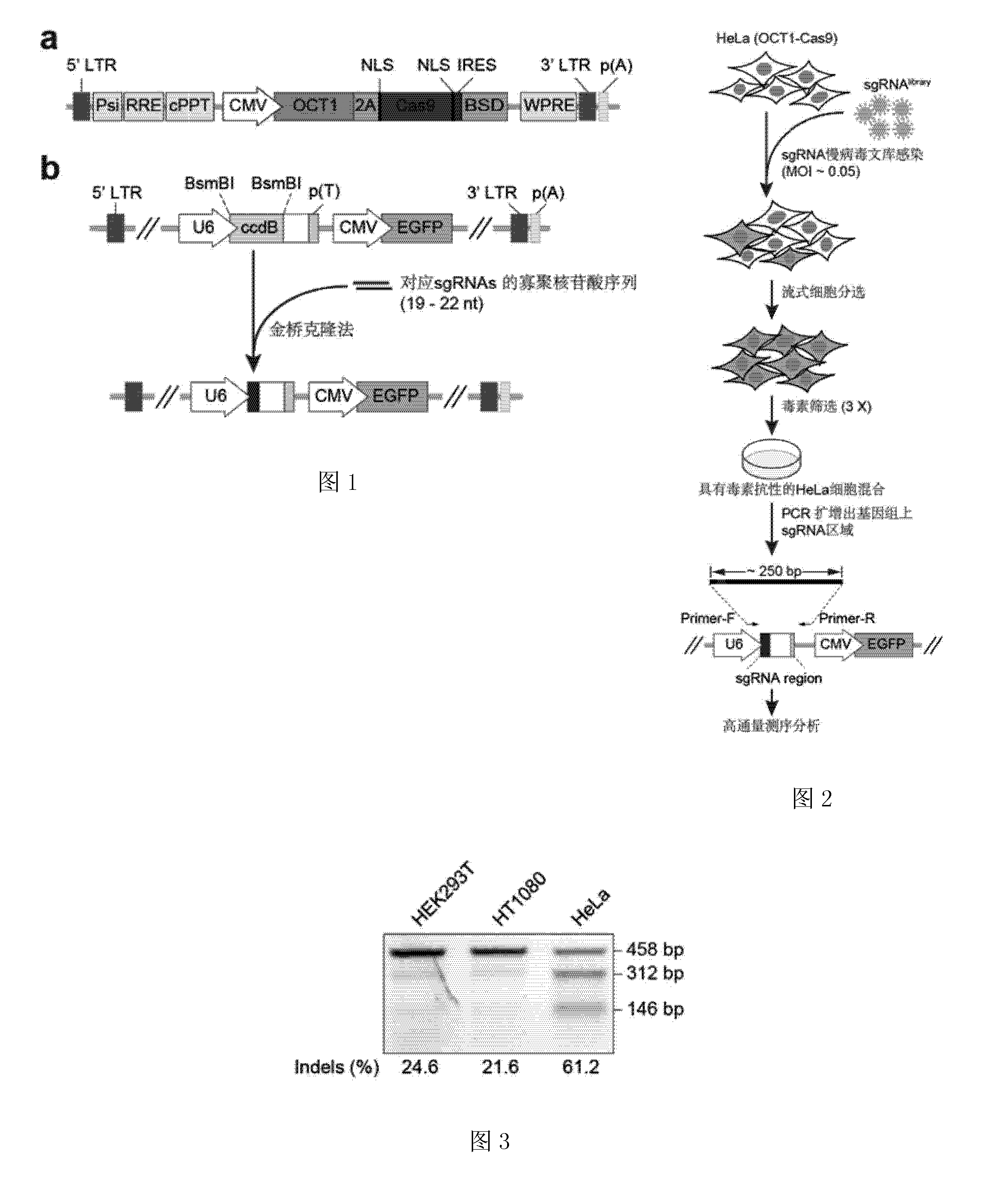 利用crispr/cas9系统构建真核基因敲除文库的方法