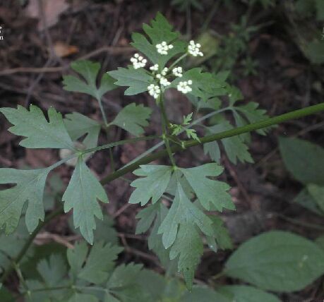  p>大齿山芹(学名: i>ostericum grosseserratum /i>  (maxim.