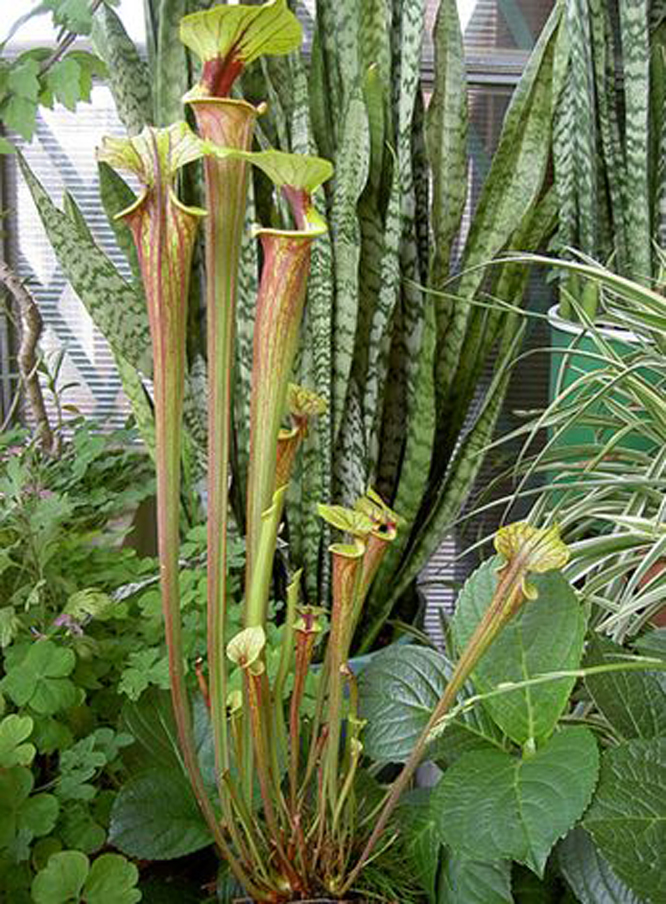  p>红管黄瓶子草( i>sarracenia flava var.