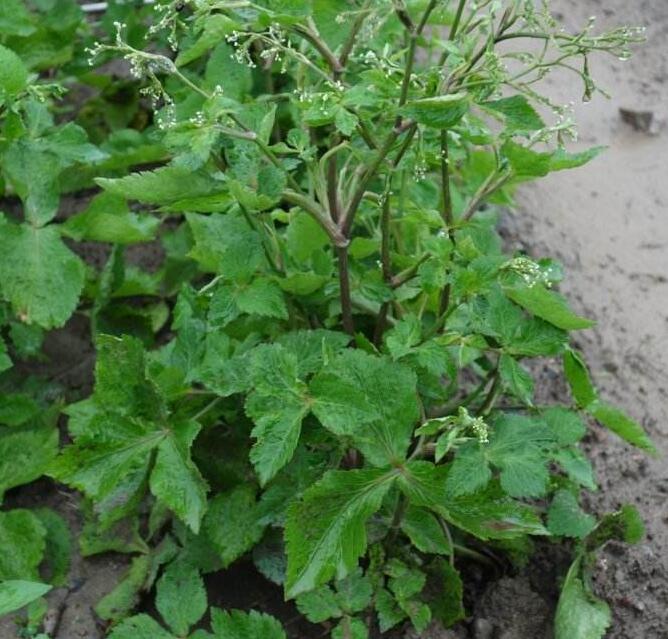 鸭儿芹属, a target="_blank" href="/item/伞形科/8249341" data