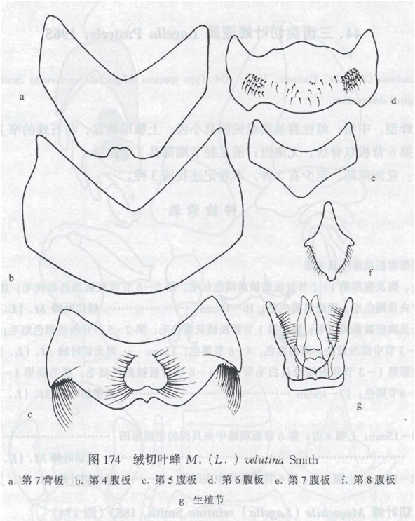 绒切叶蜂