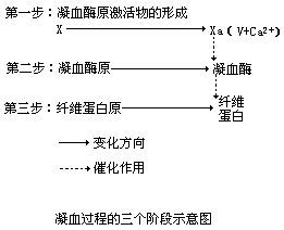 凝血系统_百度百科