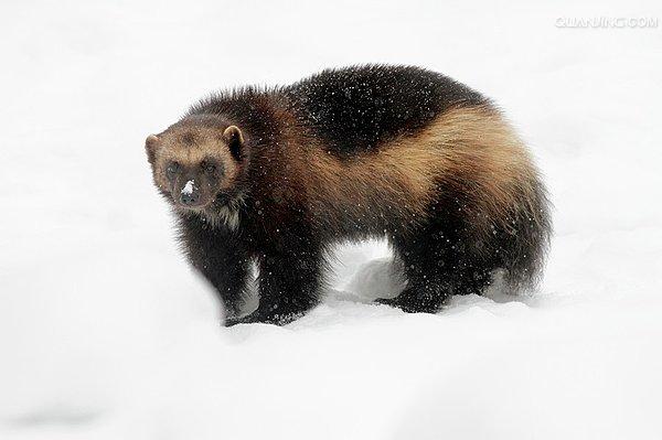  p>貂熊,学名: i>gulo gulo /i>(linnaeus,1758),属于 a target="