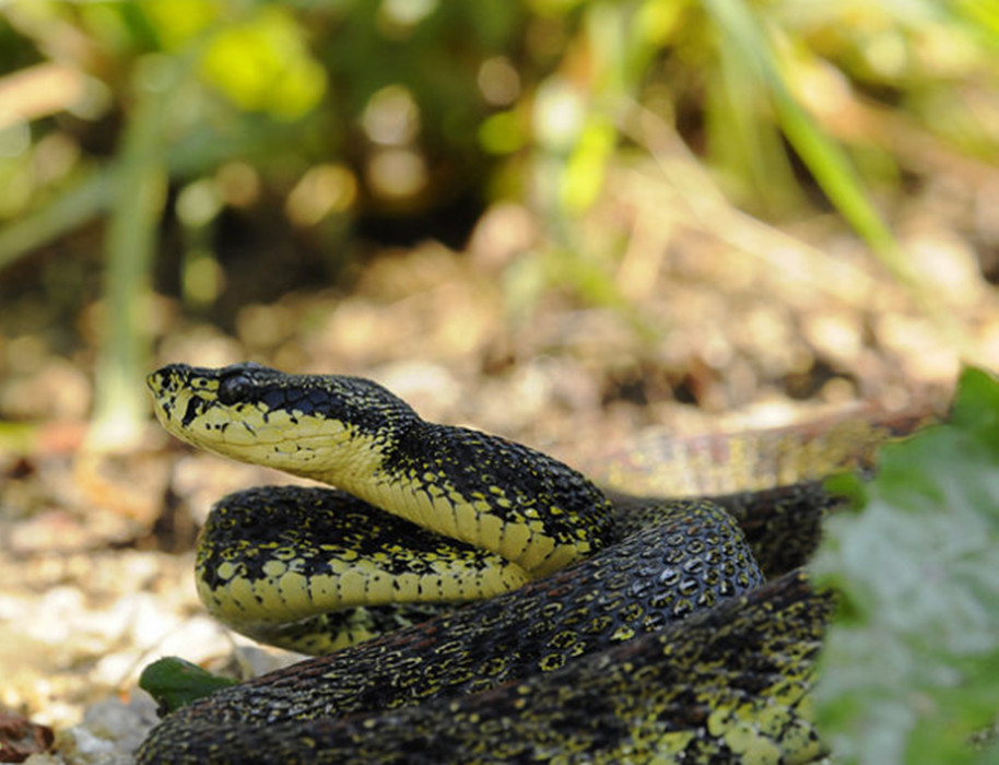  p>原矛头蝮(学名: i>protobothrops mucrosquamatus /i>),又名为龟壳