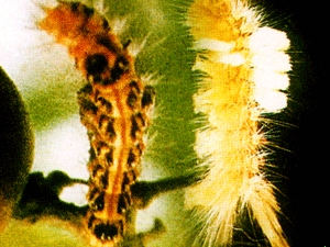 茶树台湾黄毒蛾