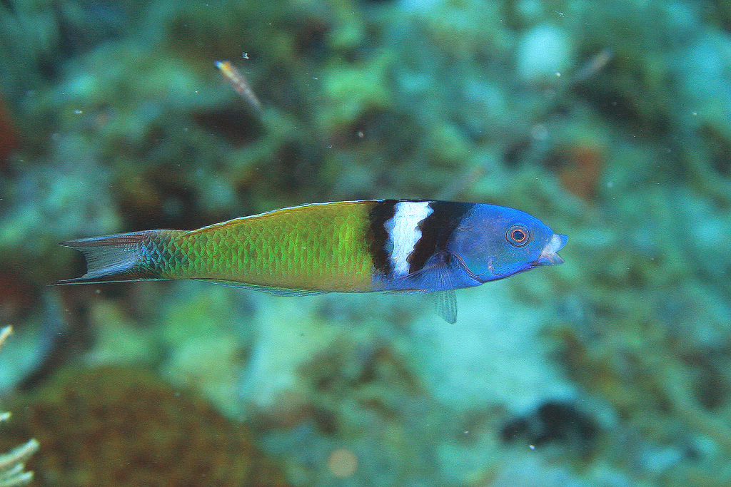 双带锦鱼(学名:thalassoma bifasciatum,由bloch于1791年命名).