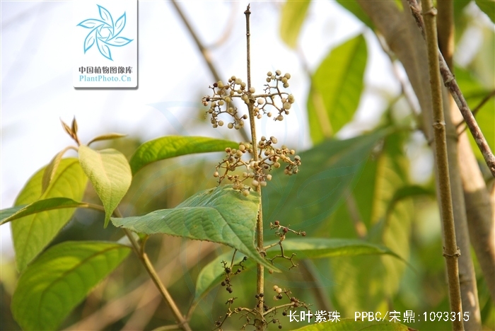 长叶紫珠