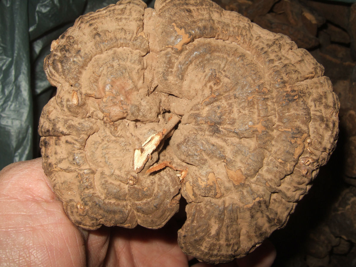  p>福建假芝,担子果一年生,有柄,木栓质. /p>