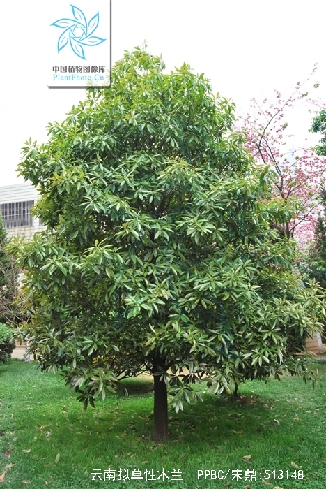  p>云南拟单性木兰(学名: i>parakmeria yunnanensis /i> hu )是木兰