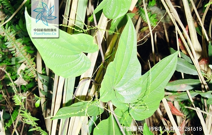  p>纤细薯蓣(学名:dioscorea gracillima miq),为 a target="_blank"