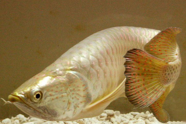 与 a href="#" data-lemmaid="3544813">亚洲龙鱼 /a>相似,但颜色较不