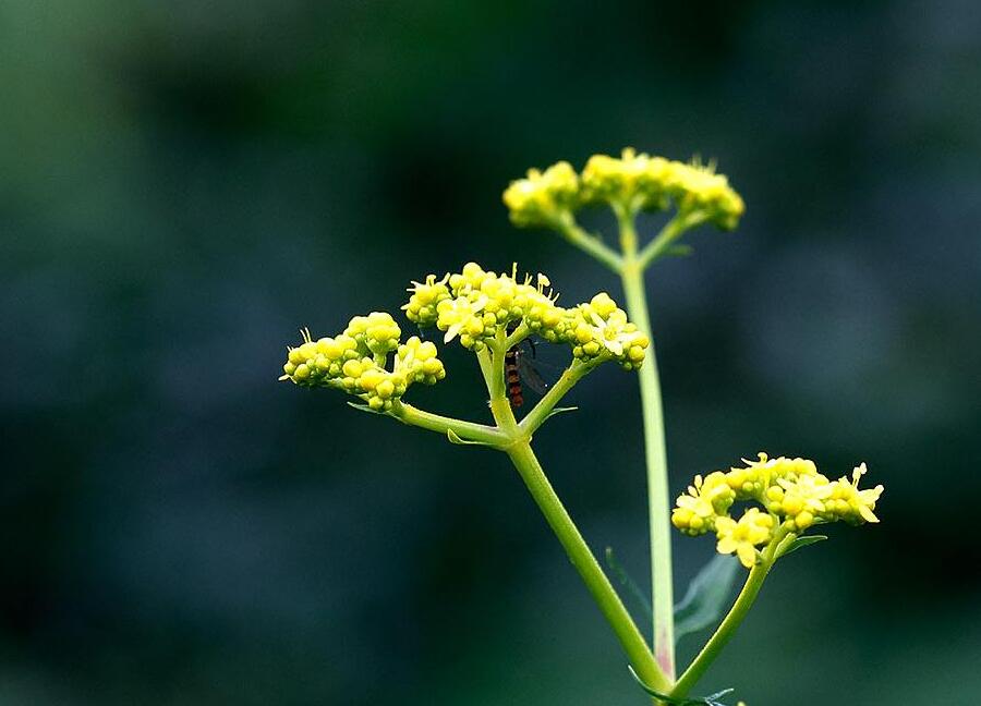  p> b>柳叶旋覆花 /b>(学名: i>inula salicina /i>)为 a>桔梗目 /a>