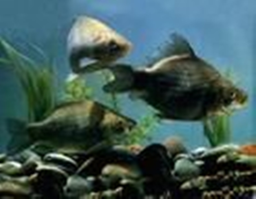  p>厚唇裸重唇鱼(gymnodiptychus pachycheilus)属 a target="_blank"