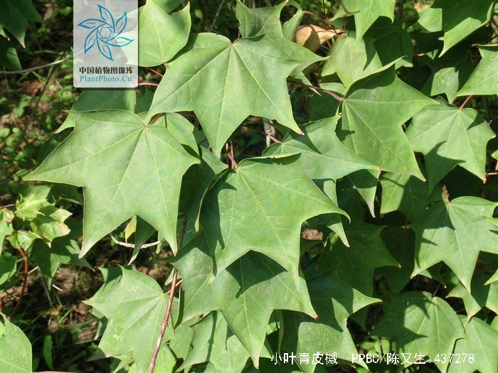 小叶青皮槭
