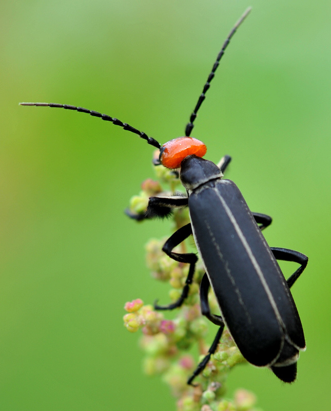 触角侧扁,雄虫的触角 a target="_blank"