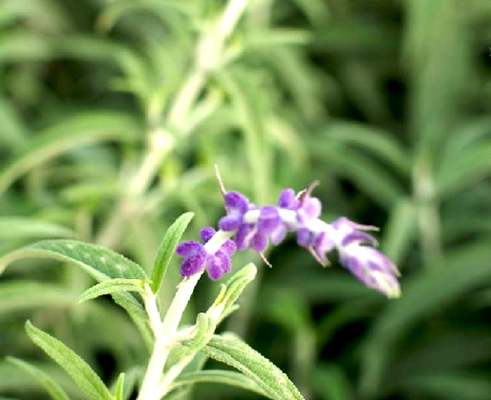  p>宽叶薰衣草(学名: i>lavandula latifolia /i> vih.