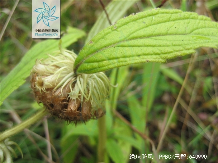  p>绣球防风,中药名.