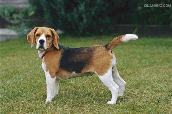  p>米格鲁猎兔犬又称为"比格犬",是世界名犬犬种之一,在分类上属于