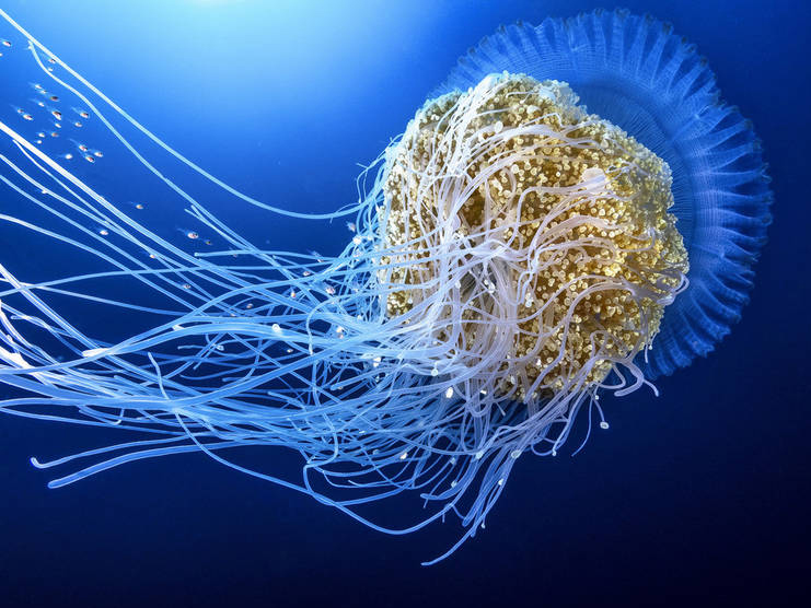  p>皇冠水母(学名: i>cephea cephea /i> ):是一种巨大的 a target="