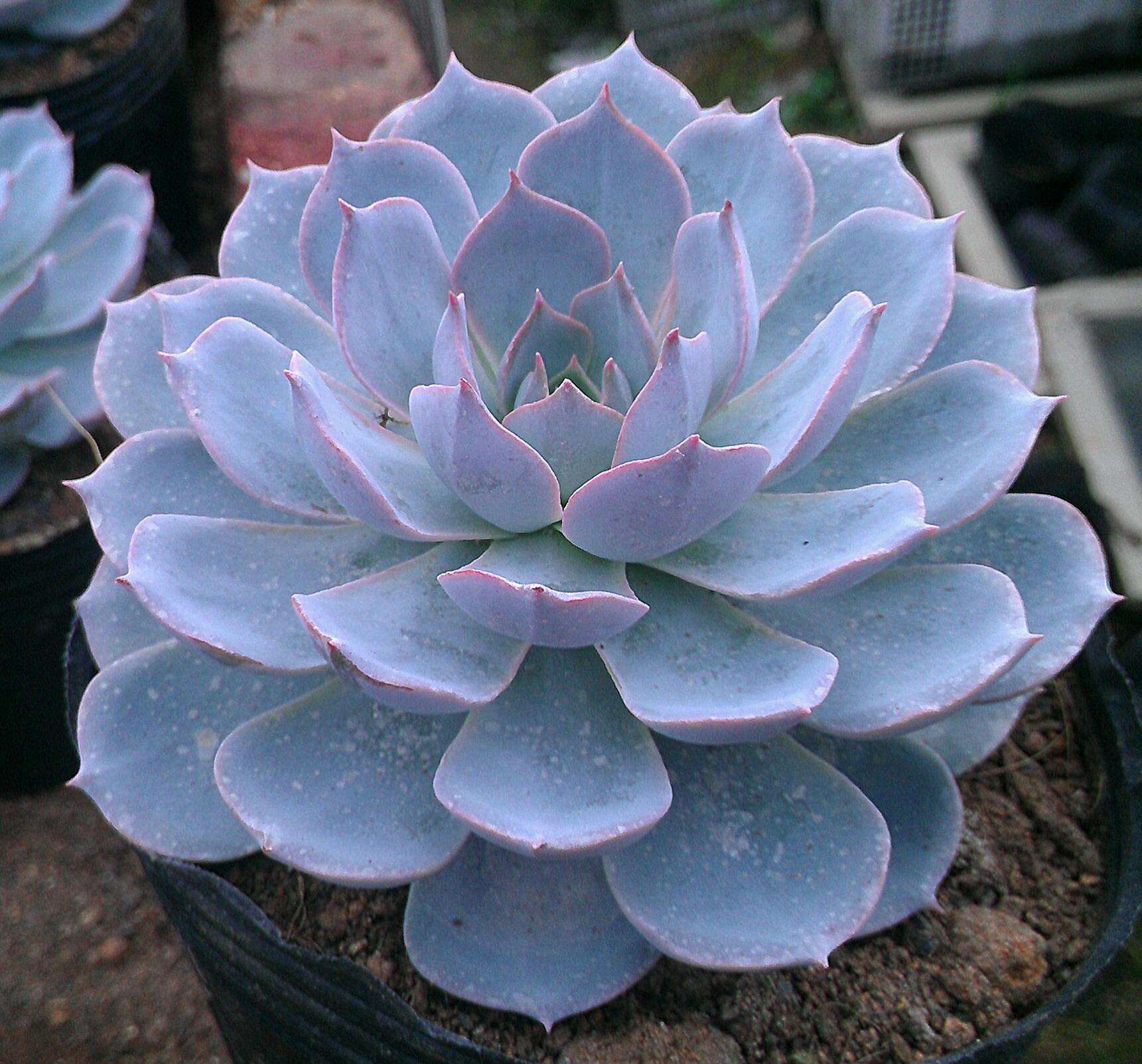 href="#">拟石莲花属 /a>的 a href="#" data-lemmaid="7506243">多肉