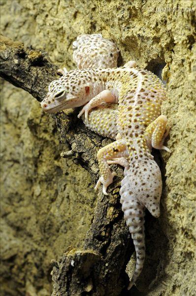 "/item/四脚蛇/992038" data-lemmaid="992038">四脚蛇 /a>","巴壁虎"