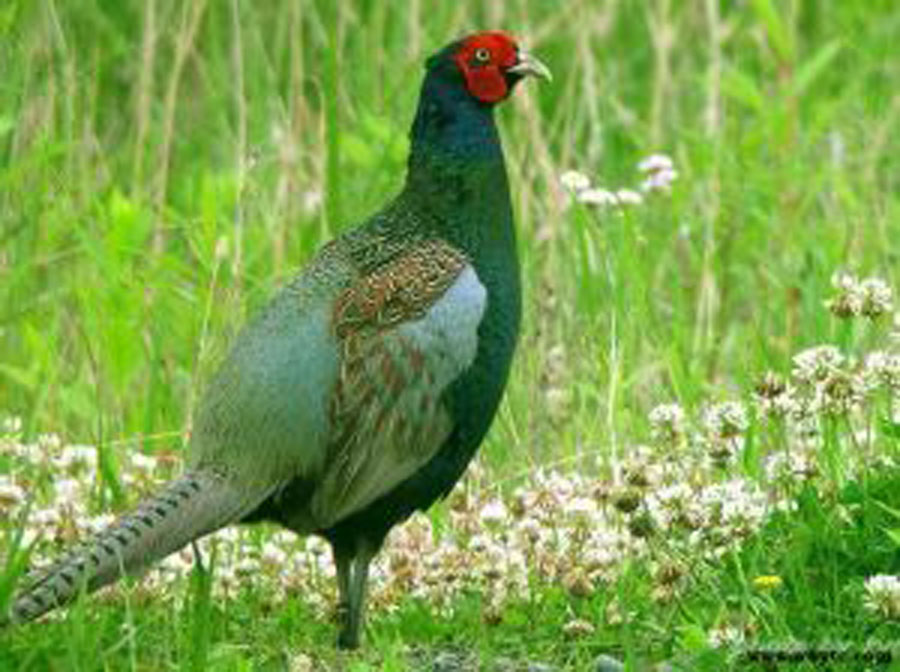 雉鸡祁连山亚种