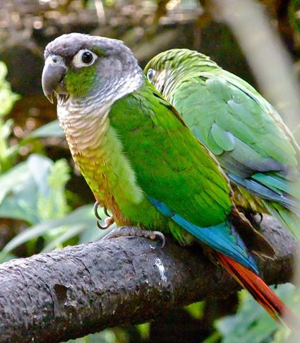 绿颊锥尾鹦鹉