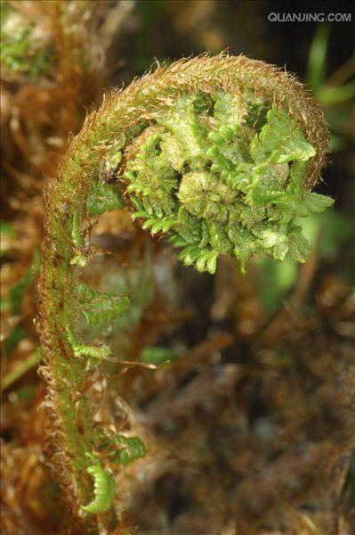  p>欧洲鳞毛蕨( a target="_blank" href="/item/学名">学名 /a>