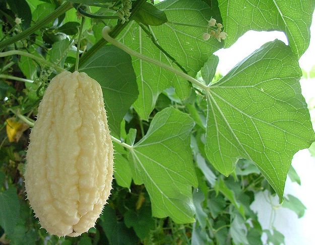 佛手瓜