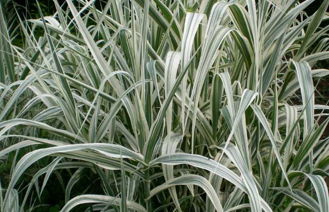  p>变叶芦竹(学名: i>arundo donax /i>  var.