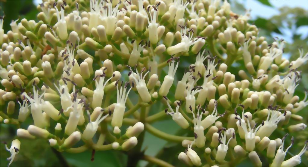  p>水红木(学名: i>viburnum cylindricum /i> buch. -ham. ex d.