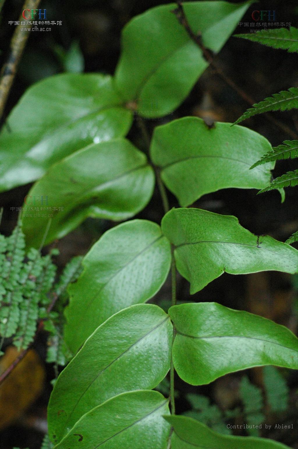  p>贯众属(学名:cyrtomium presl)是鳞毛蕨科下一个属,贯众属约50种