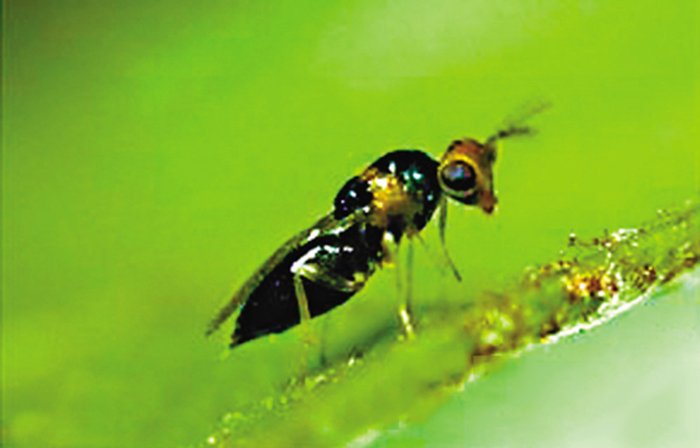  p>刺桐姬 a href="#">小蜂 /a> i>quadrastichus erythrinae /i> kim