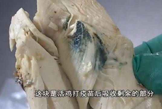 绿斑鸡_百度百科